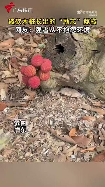 小孩遭天降乌龟砸死事件，饲主赔偿128万